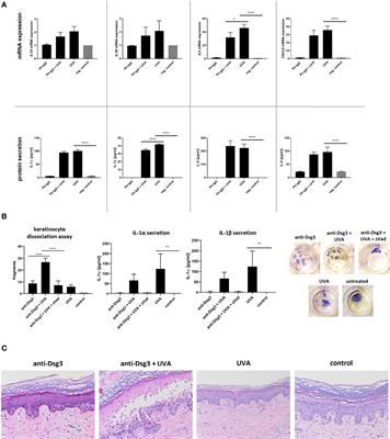 Innate immune activation as cofactor in pemphigus disease manifestation